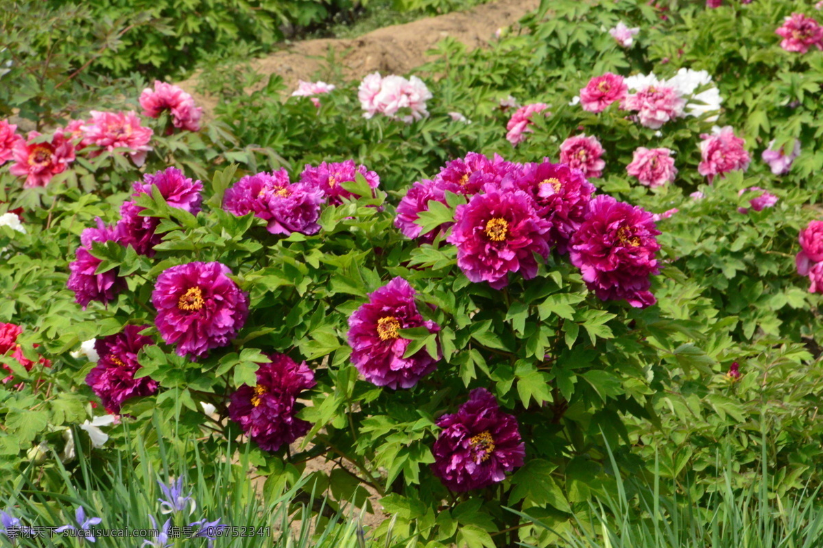 牡丹花 牡丹 观赏花卉 鼠姑 木芍药 百雨金 洛阳花 花朵 花瓣 花蕊 花卉 花儿 花草 植物 园林绿化 绿化景观 芍药牡丹 生物世界