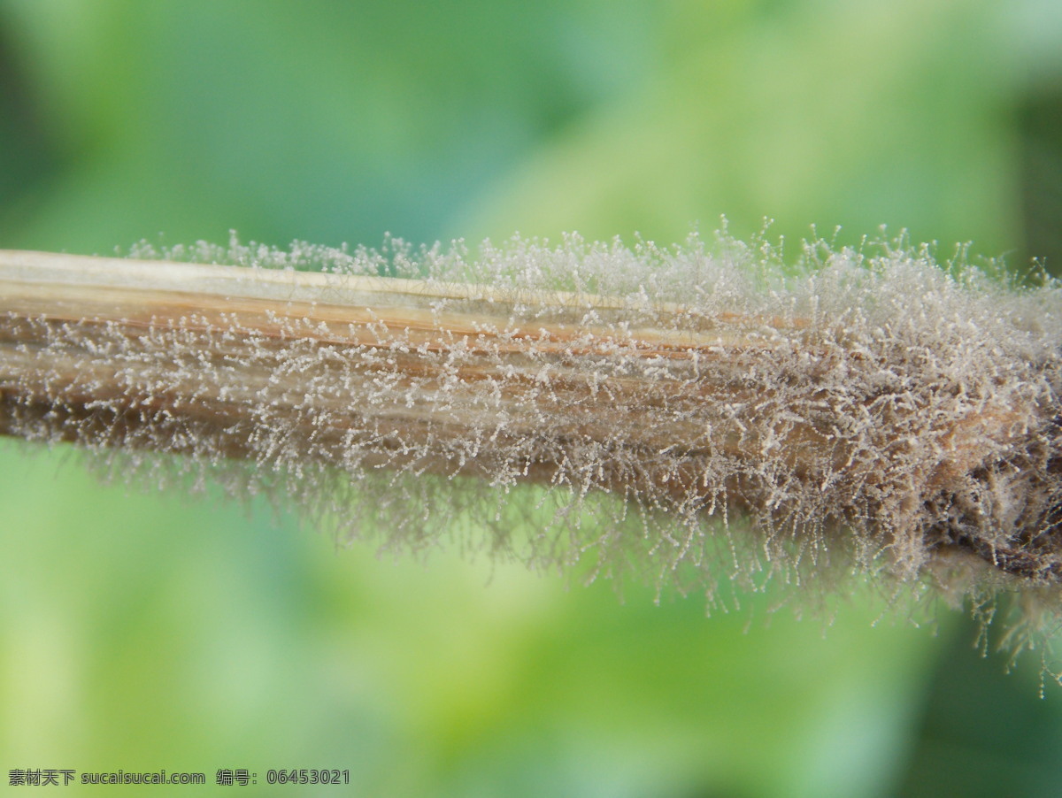 辣椒灰霉病 辣椒 茎秆 灰霉病 发病 严重 蔬菜 生物世界