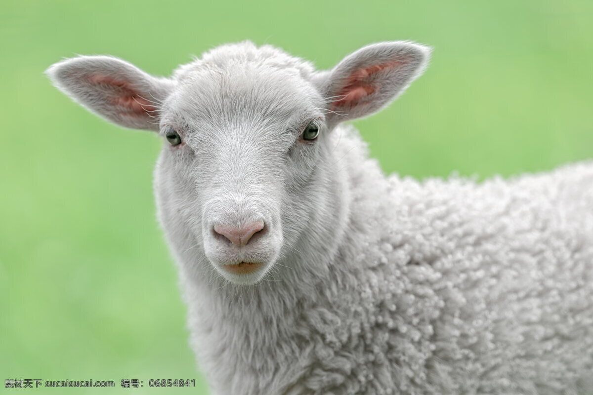 可爱 小羊羔 小羊 绵羊 小绵羊