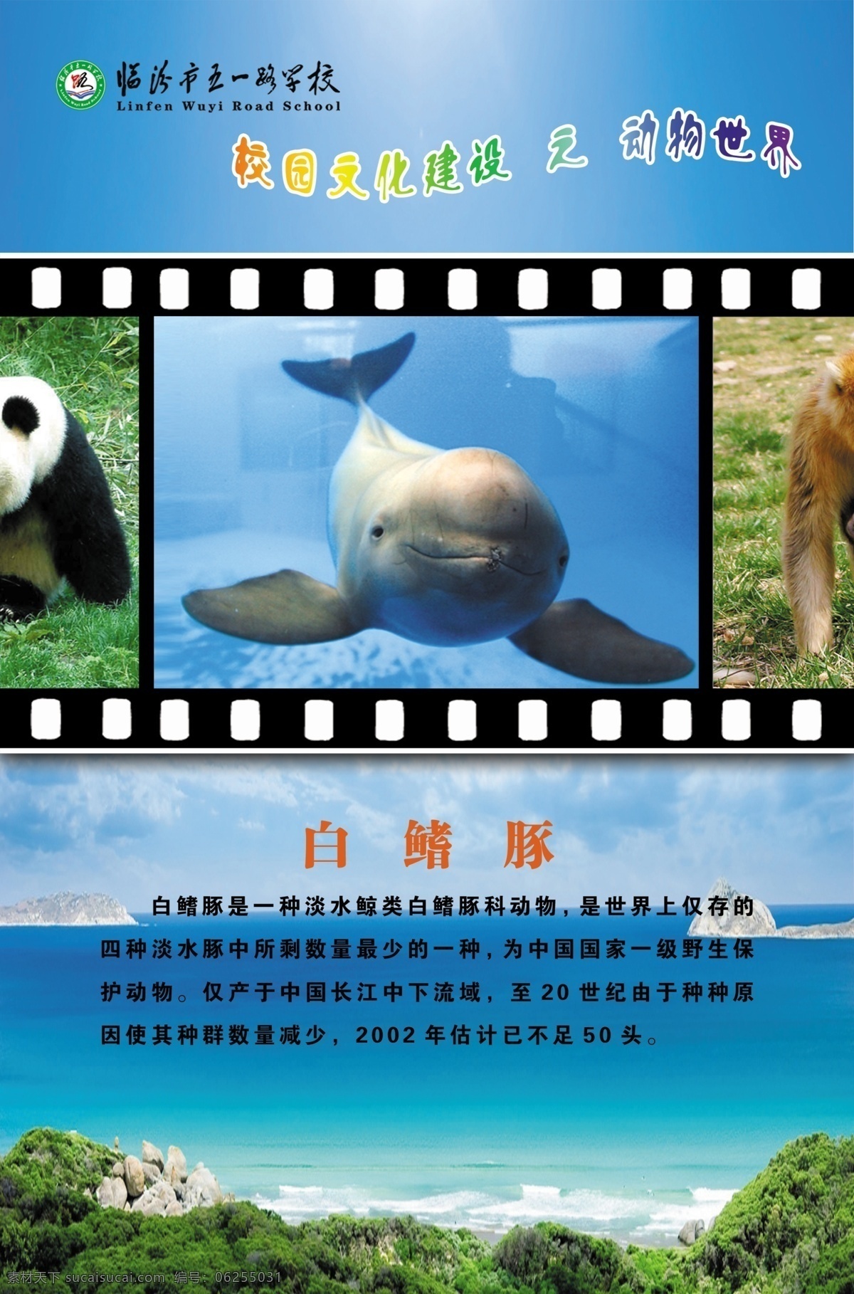 白鳍豚 模板下载 动物世界 展板 动物世界展板 保护动物 动物世界海报 爱护动物展板 展板模板 广告设计模板 源文件