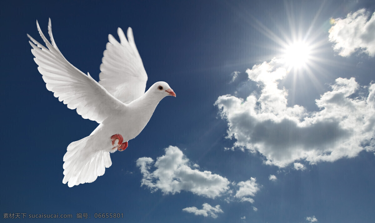 天空 中 飞翔 鸽子 蓝天白云 白鸽 和平鸽 高清图片 空中飞鸟 生物世界