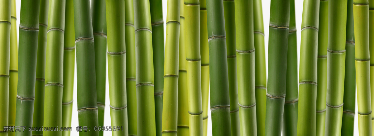 竹子 清晰 图 绿色 竹林 背景图片