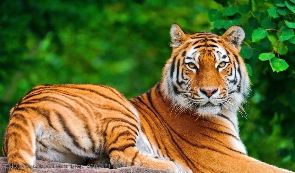 唯美 动物 可爱 虎 老虎 猫科动物 凶猛的老虎 生物世界 野生动物