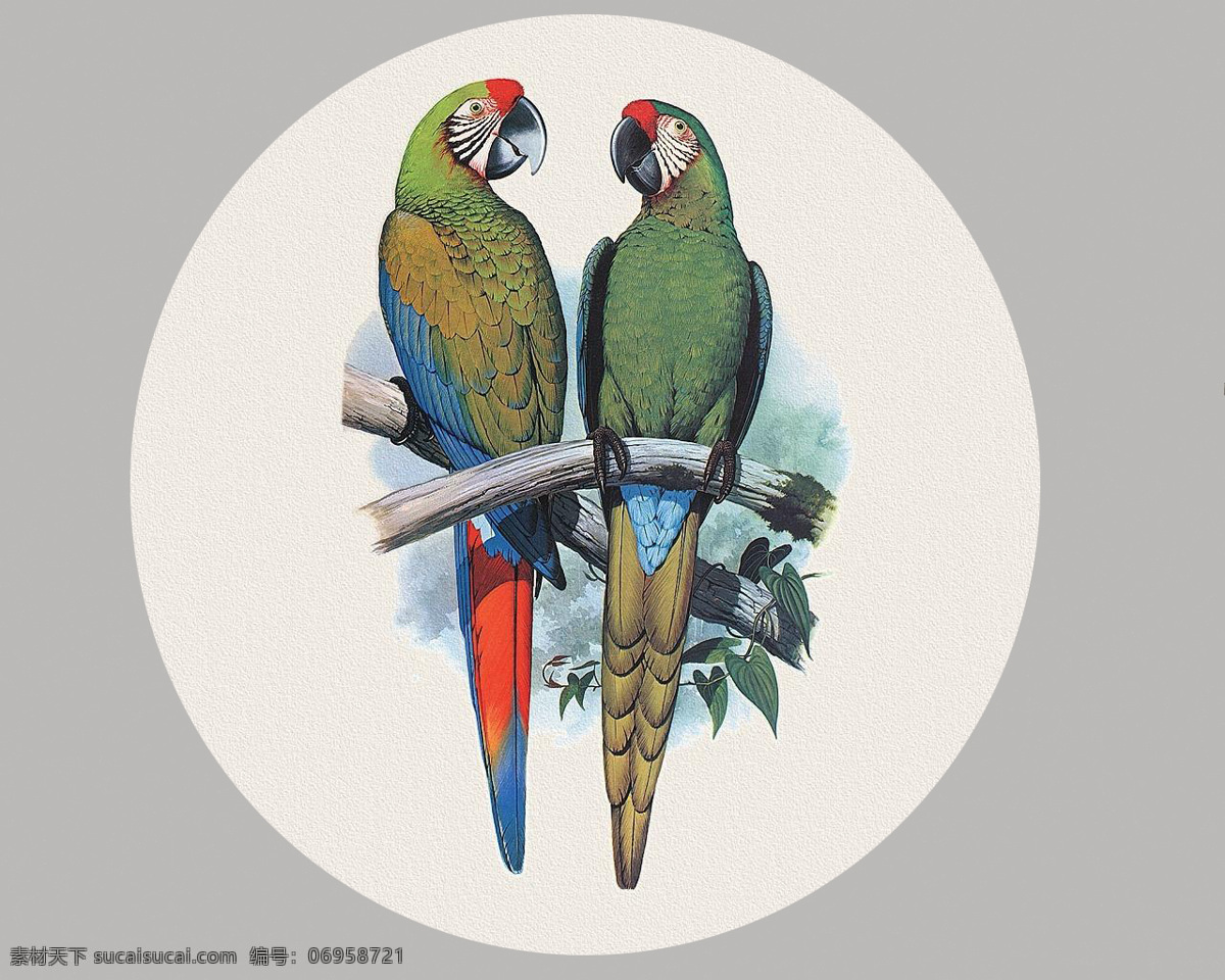 水彩 鸟 手绘 鹦鹉 树 生物世界 鸟类