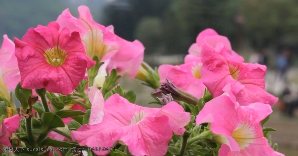 野花 花朵 小白花 花朵素材 实拍花 高清花 牵牛花 多媒体 实拍视频 动物植物 mp4