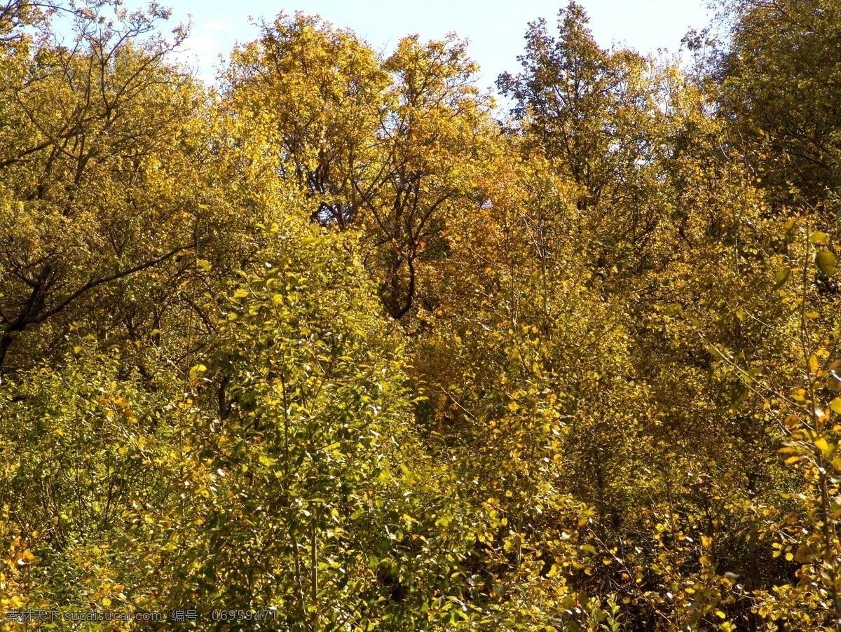 秋天 森林 大树 风景 美丽枫树林 秋天枫叶 秋天树叶 秋季 枫叶 落叶 花草树木 秋天美丽风景 自然风光 其他风光 风景图片