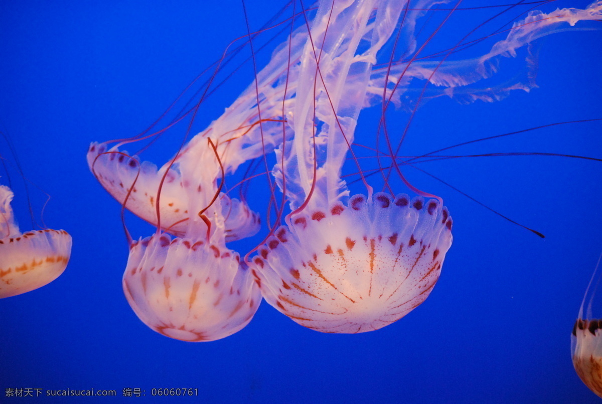 水母 无脊椎动物 jellyfish 水母群 海洋生物 生物世界