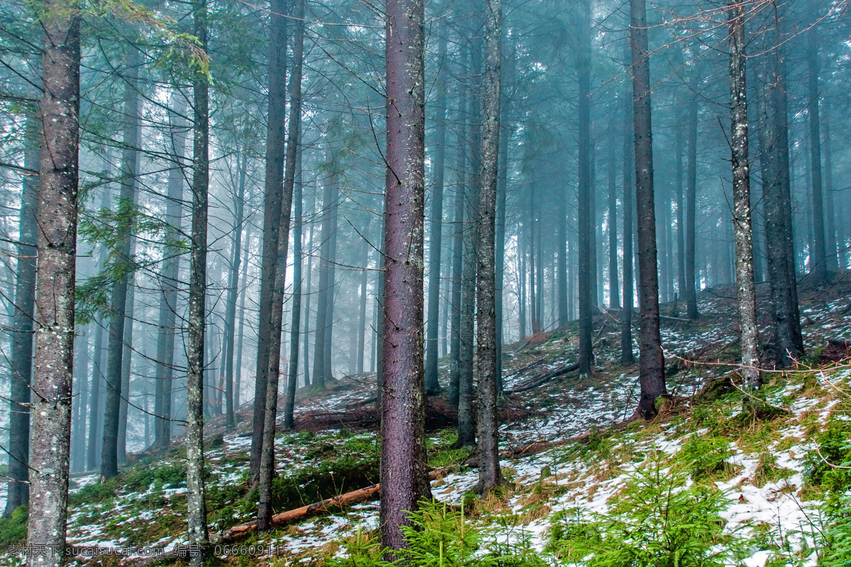 美丽 树林 风景 树木风景 树林风景 自然美景 森林风景 美丽风景 景色 山水风景 风景图片