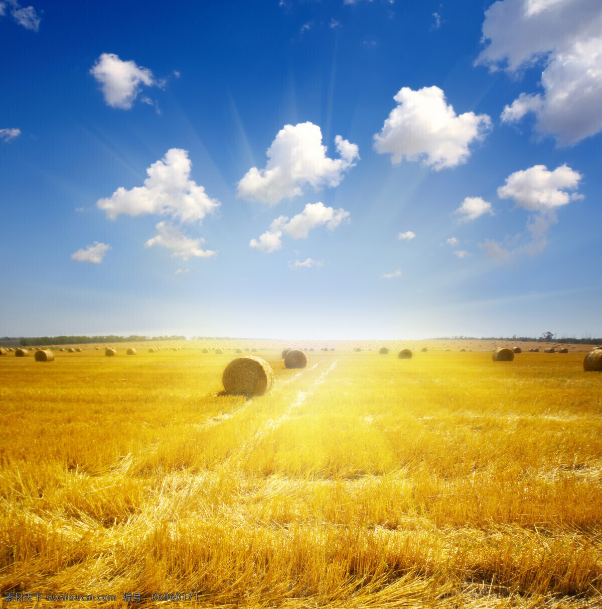 金黄麦田 麦田 小麦 阳光 蓝天 金黄色 麦穗 麦堆 田园风光 自然景观 白云 光线 早晨