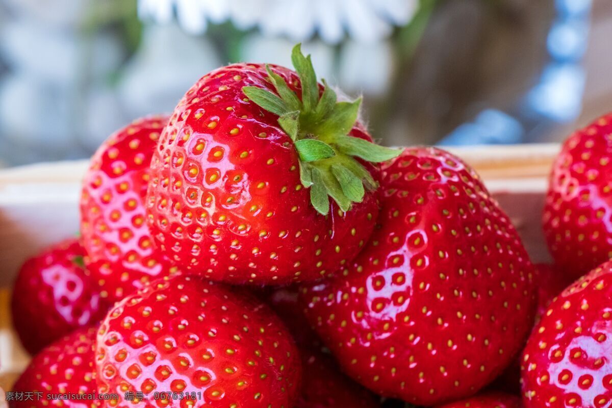 新鲜 草莓 新鲜草莓 鲜果 有机水果 绿色水果 农产品 果园 生物世界 水果