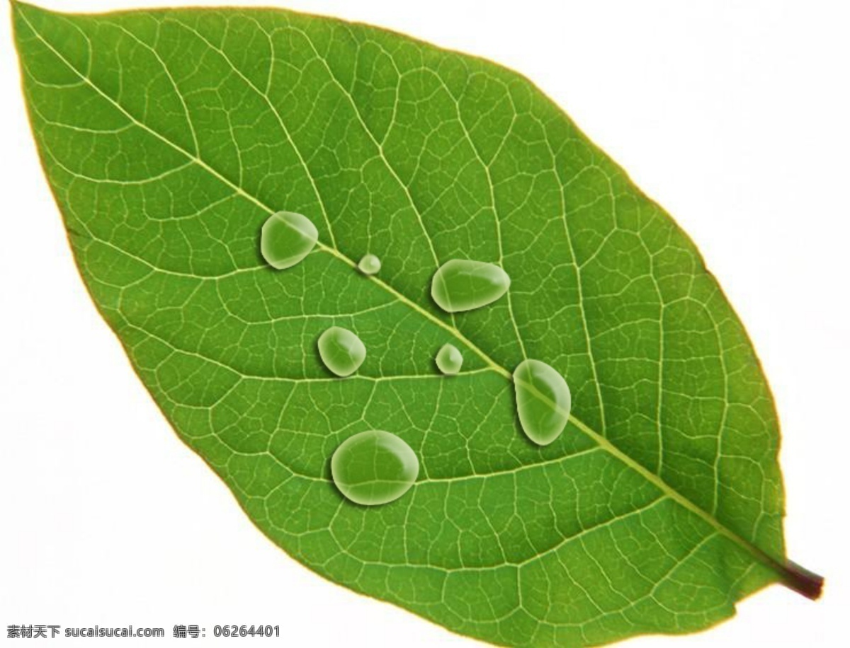 手绘水滴 水滴 树叶 绿色 透明 唯美 手绘设计制作 自然景观 自然风光