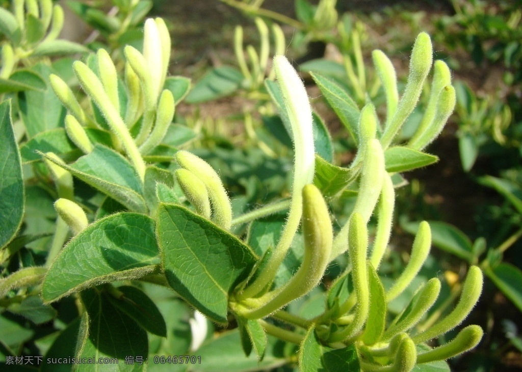 金银花 药材 中药材 花 绿色中药 花草 生物世界 摄影图库