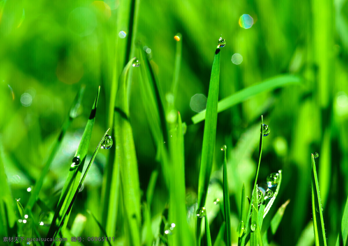 带露水的青草 背景 植物 露水 青草 绿色