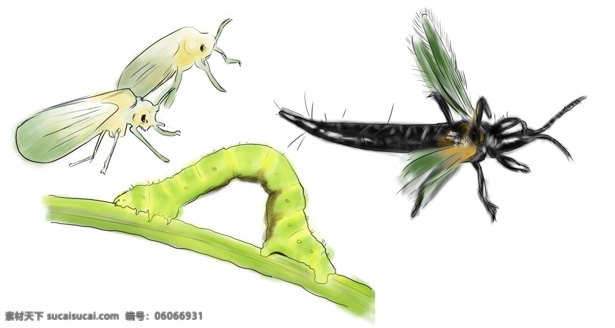 昆虫手绘图片 蚜虫 蓟马 弓形虫 农药用图 手绘 带线描图 高清分层图 插画专栏 分层