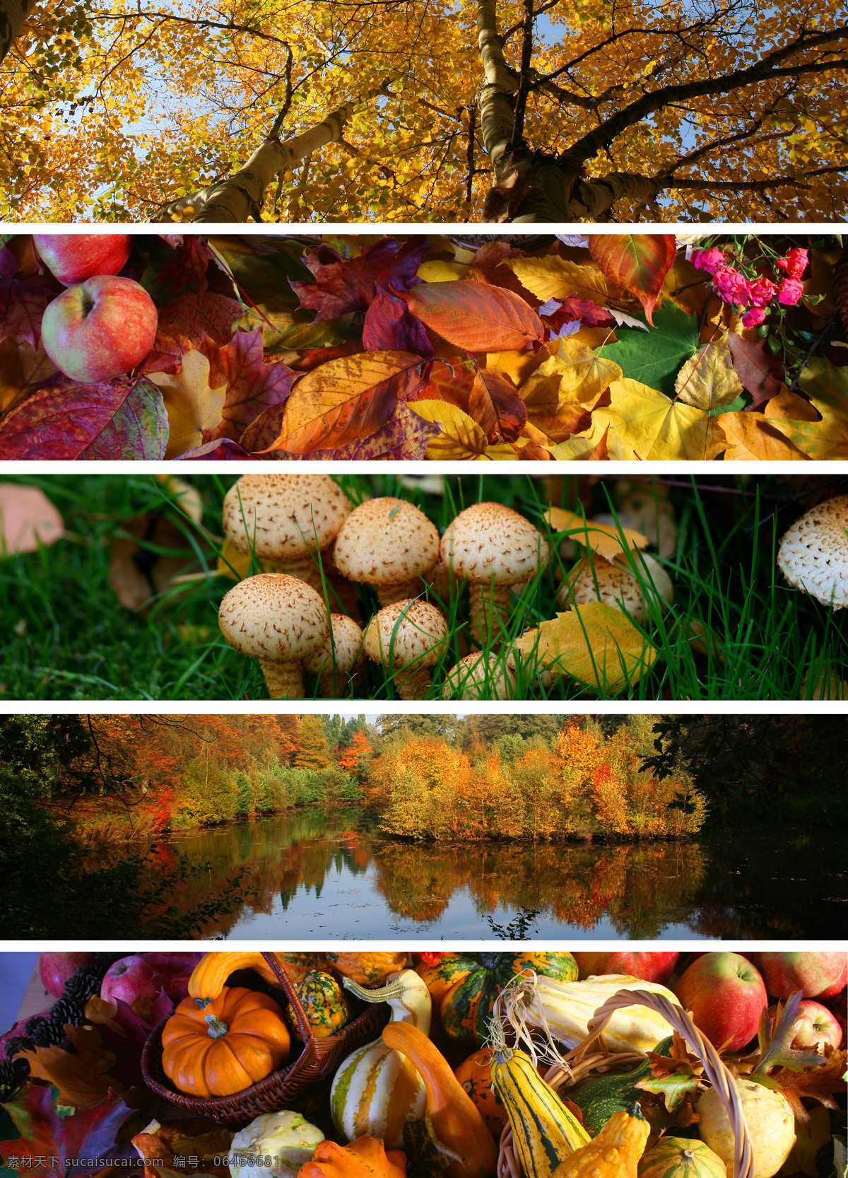 秋季 美丽 树木 落叶 蔬菜水果 美景 美丽的树木 叶子 苹果 蔬菜 水果 黄瓜 绿草地 水面 树林 山水风景 风景图片