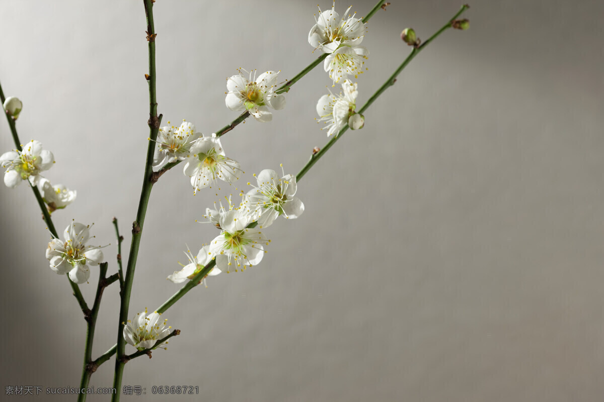 桃花 白色的桃花 简单背景 高清图 春天 桃花图片 高清图片 花草树木 生物世界