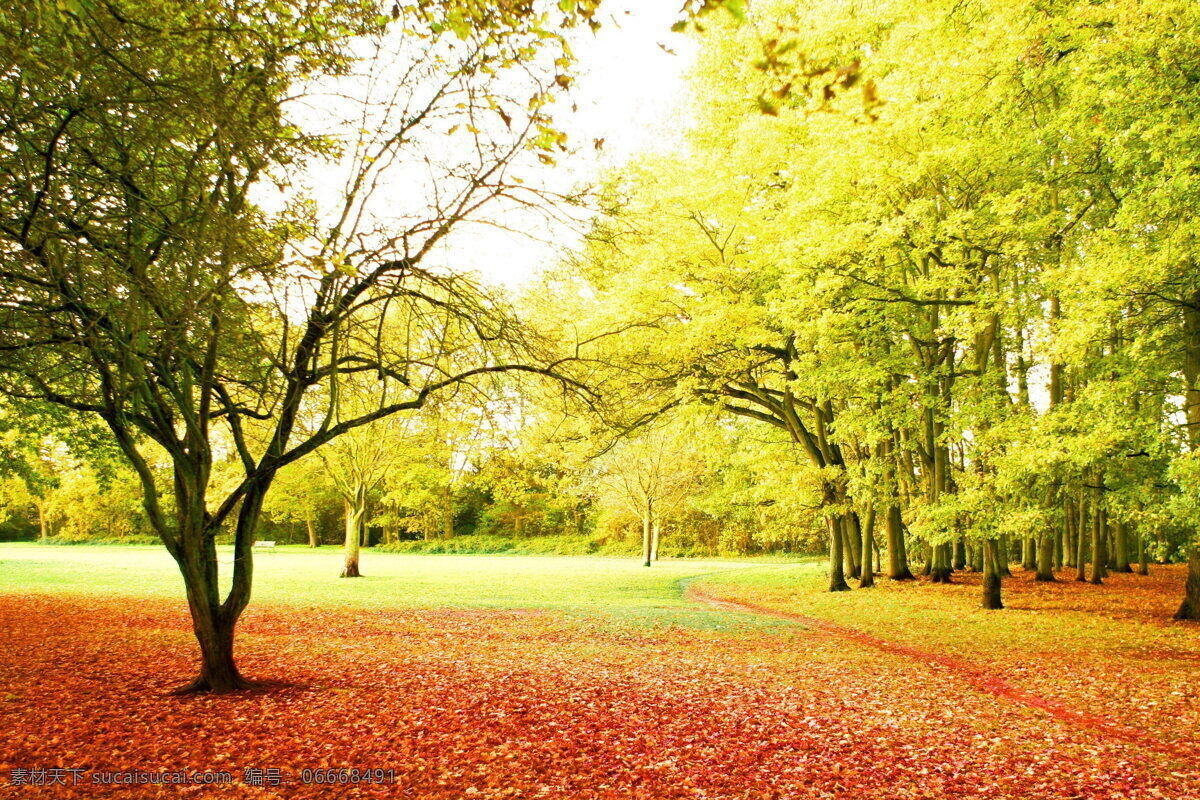 美丽 秋天 树林 风景 花园 树木 树叶 落叶