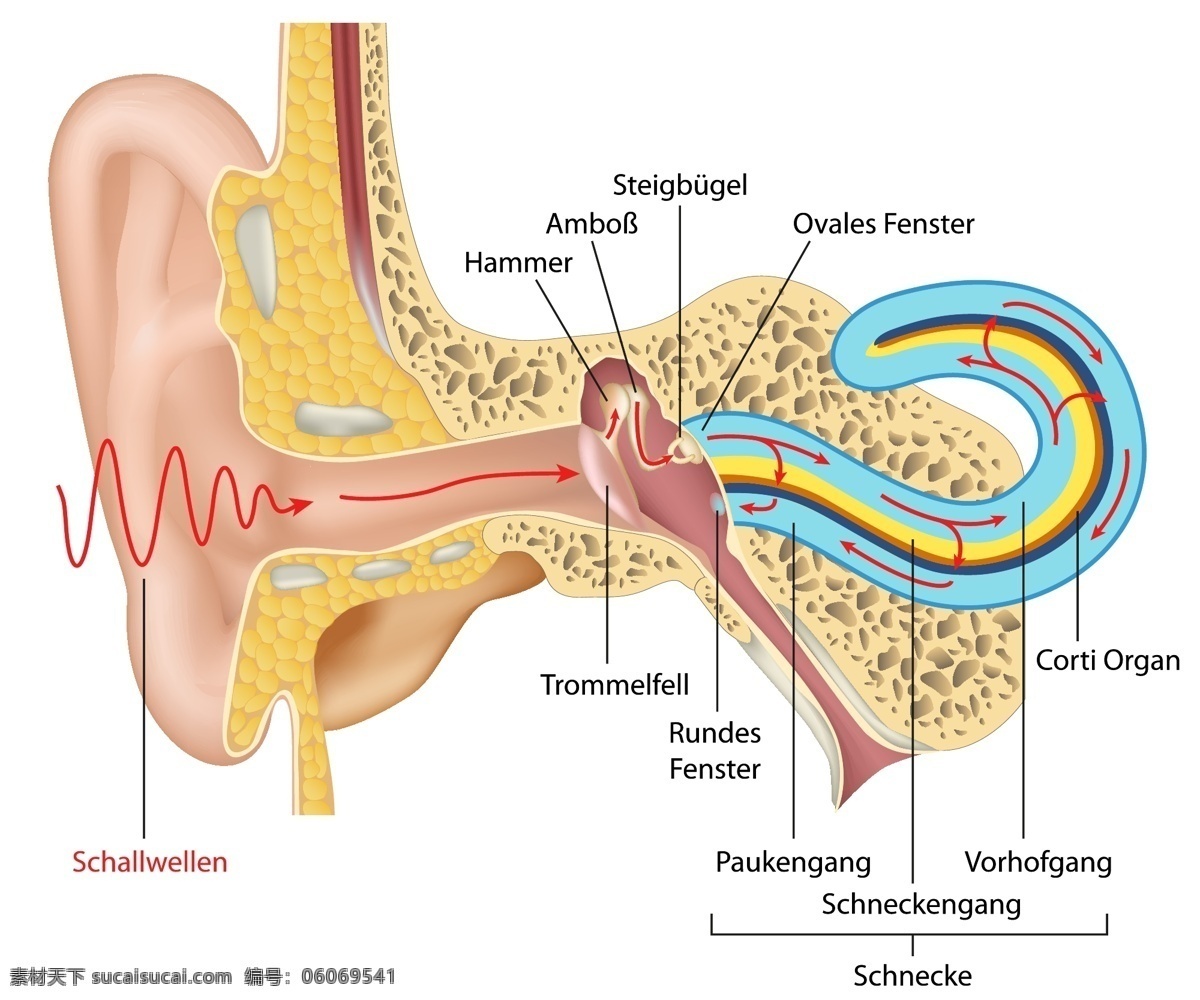 耳朵 结构 剖面 注释 矢量 声波 人体结构 耳朵内部结构 生物 医学 科学 听力 健康 疾病 图形 插图 症状 耳膜 耳蜗 医学研究 解释 现代科技 医疗护理