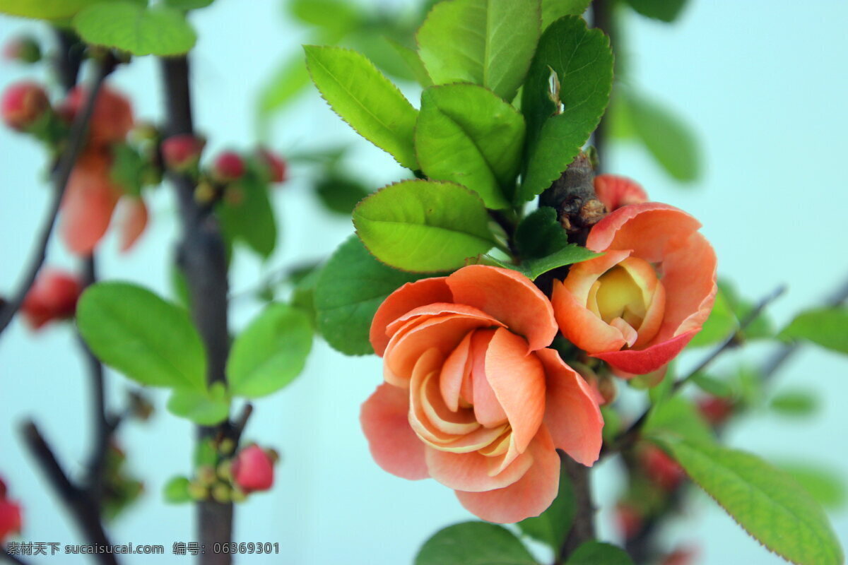 小 果 海棠花 高清 花枝 树枝 植物花朵 花朵