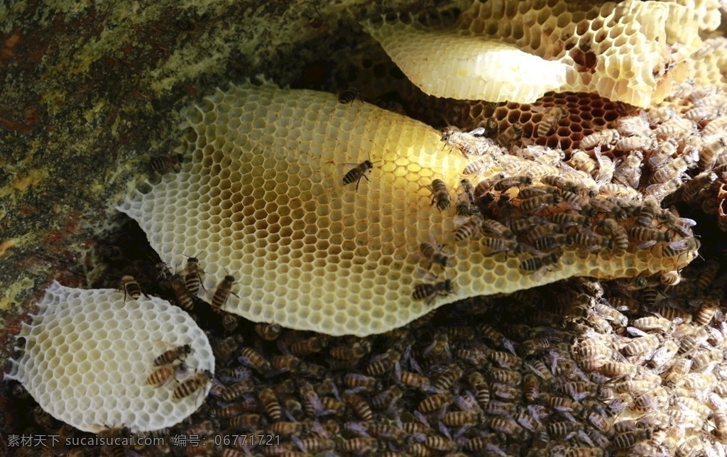 蜂蜜图片 蜂蜜 土蜂蜜 百花蜜 中华小蜜蜂 圆桶 餐饮美食 传统美食