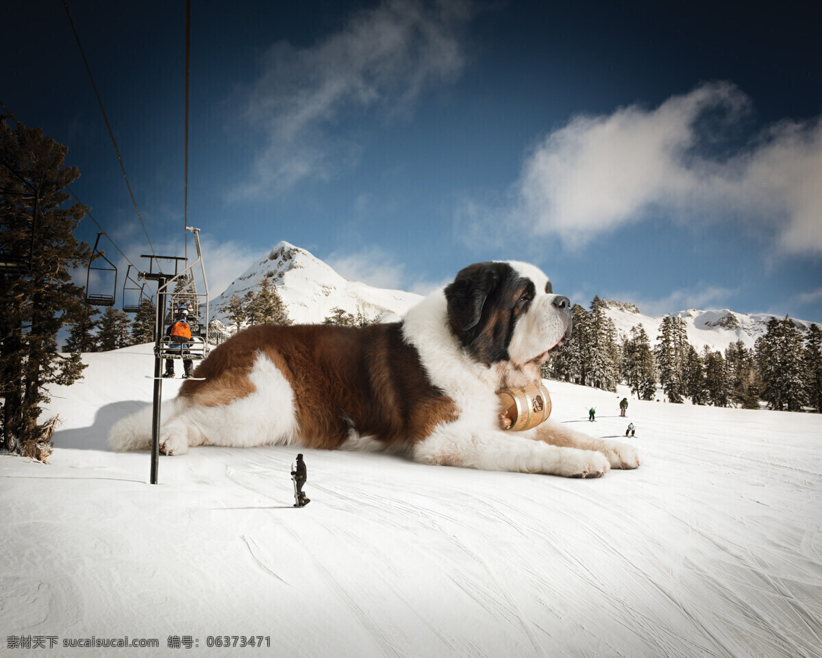 阿尔卑斯狗 狗 阿尔卑斯 雪地 滑雪场 酒桶 可爱动物 家禽家畜 生物世界