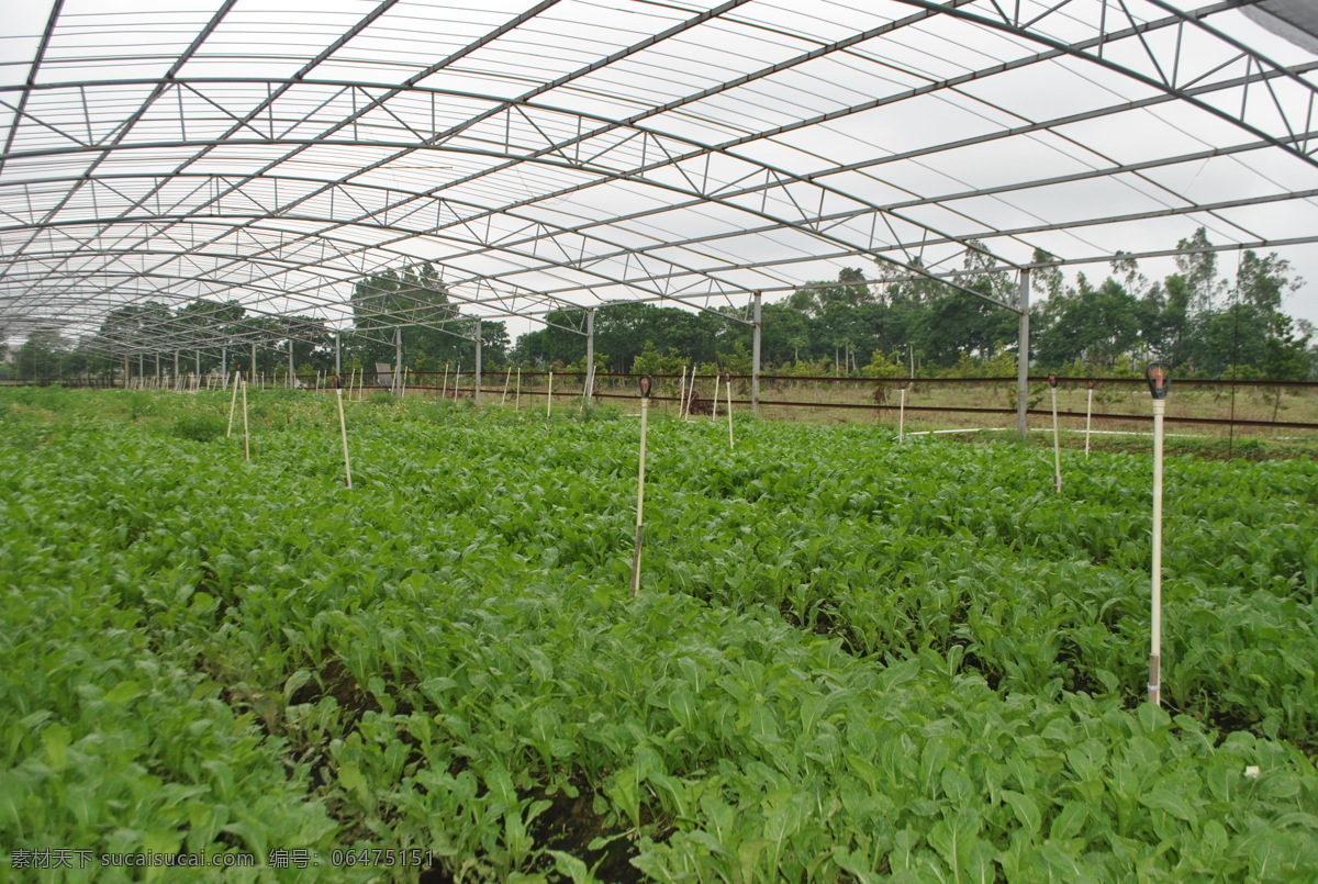 大棚 蔬菜 种植 基地 种植基地 绿色 大型 生物世界