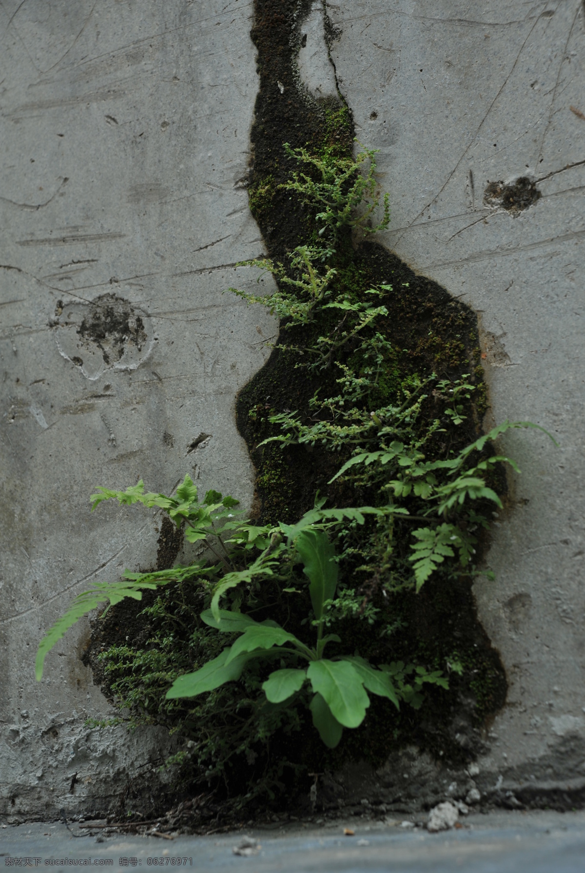 青苔 苔藓 植物青苔 青苔图片 绿色苔藓 苔藓植物 花草 生物世界 黑色