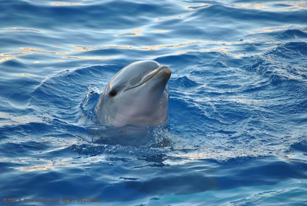 海豚图片 海豚 可爱的海豚 蔚蓝的大海 大海 海洋世界 海洋公园 海水 生物世界 海洋生物