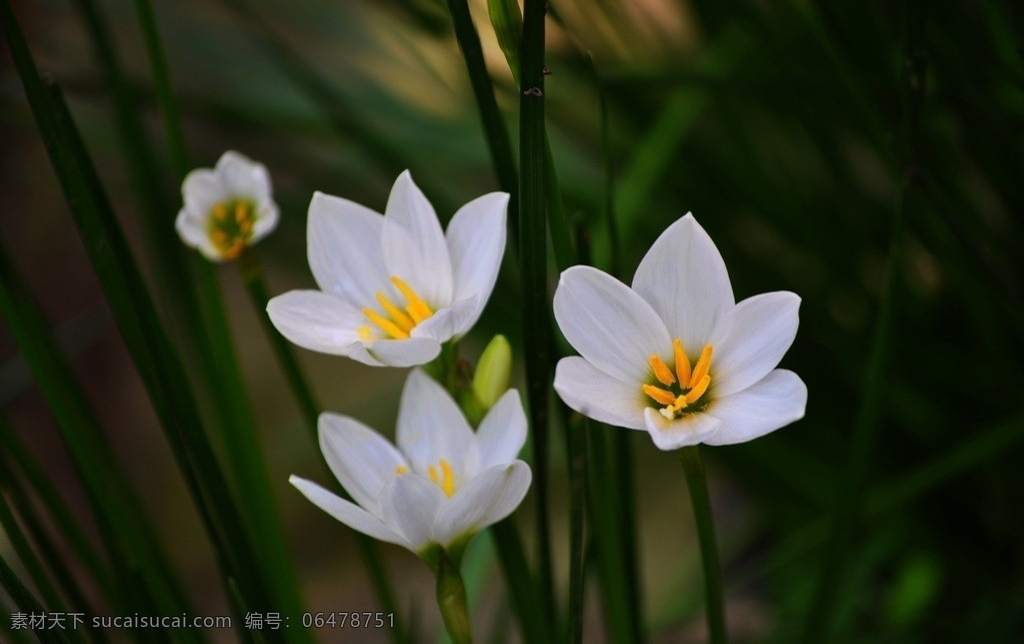 葱兰 绿色 白花 花瓣 花蕊 近照 微距 近景 黄色 花草 生物世界