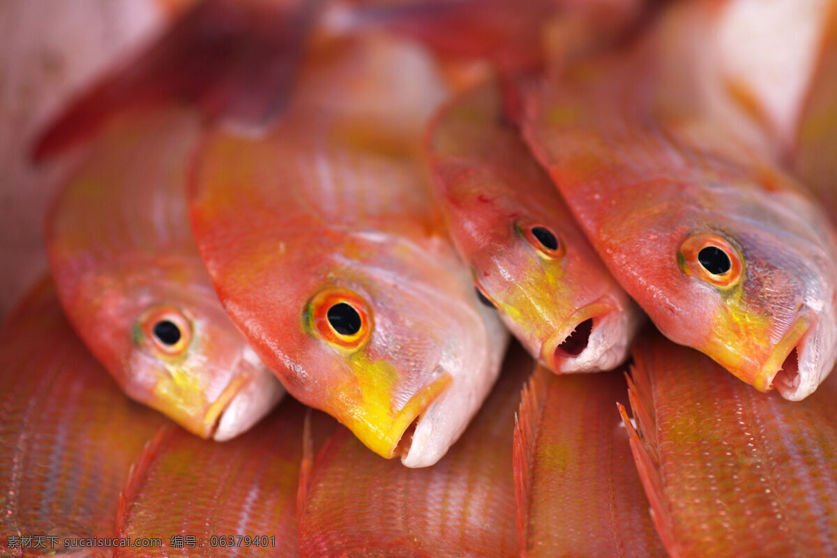 红三鱼 鱼 红色 一堆红三鱼 局部特写 头 嘴 牙齿 鱼眼 大而圆 新鲜 海产 美食 生活百科 生活素材 生活百态 摄影图库