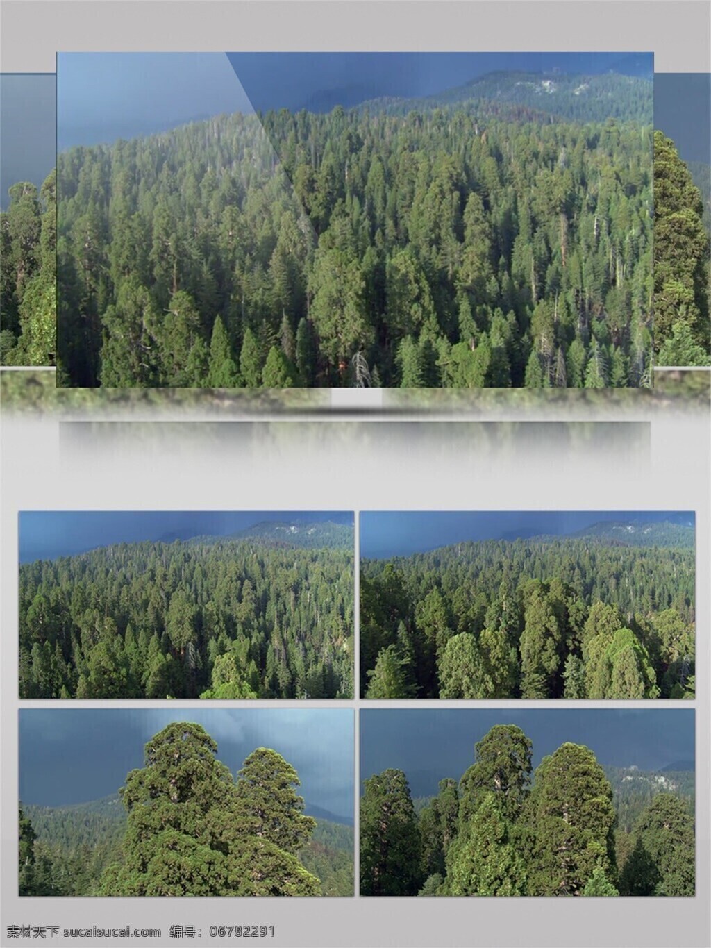 中国 保护 自然 区 森林 视频 音效 设计素材 绿色 丛林 茂密 植物 视频音效 地球景色