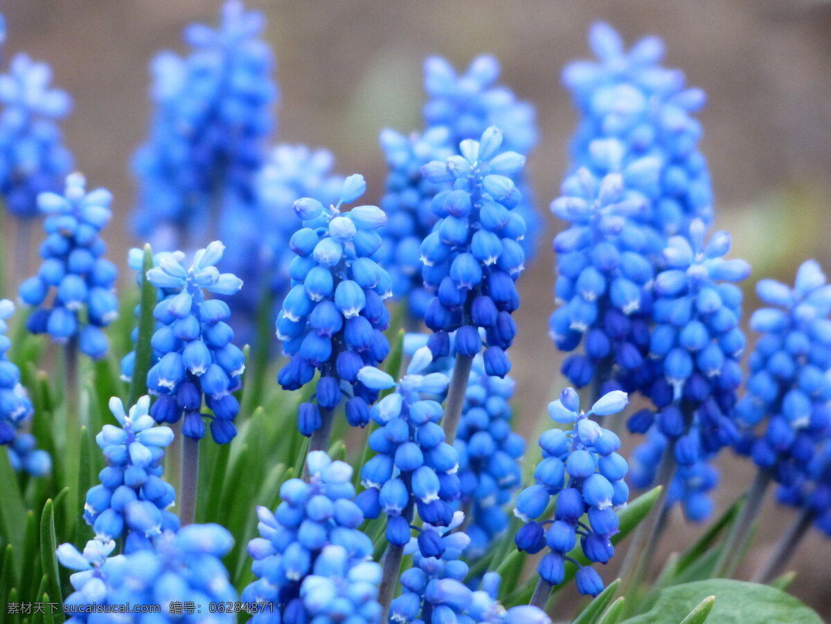蓝色 葡萄 风信子 蓝色风信子 葡萄风信子 蓝色花朵 花穗 花枝 花株 花朵 花卉 花草 植物 生物世界