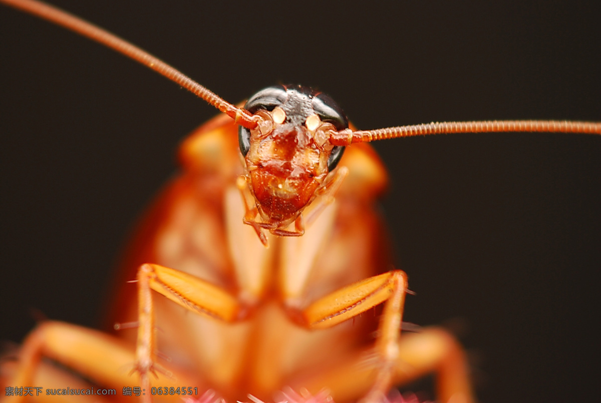 蟑螂 昆虫 攝影 生物 生物世界 照片 動物 飛行 寫真