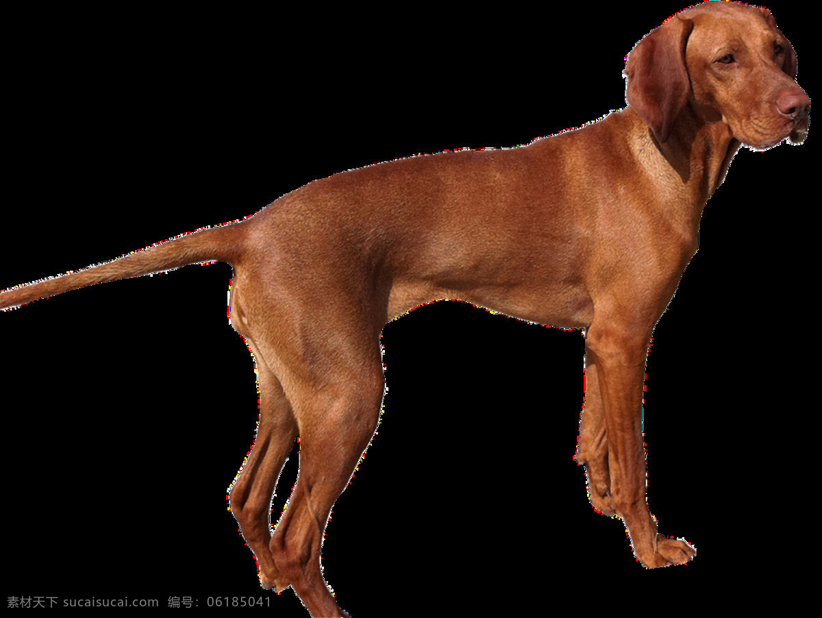 狗图片 狗 小狗 大狗 白狗 花狗 黑狗 犬 小型犬 大型犬 中型犬 玩具犬 家庭犬 工作犬 牧羊犬 吉娃娃 蝴蝶泉 秋田犬 杜宾犬 博美犬 柴犬 罗威纳犬 斗牛犬 腊肠犬 巴哥犬 猎犬 雪橇犬 沙皮犬 png图 透明图 免扣图 透明背景 透明底 抠图 生物世界 家禽家畜
