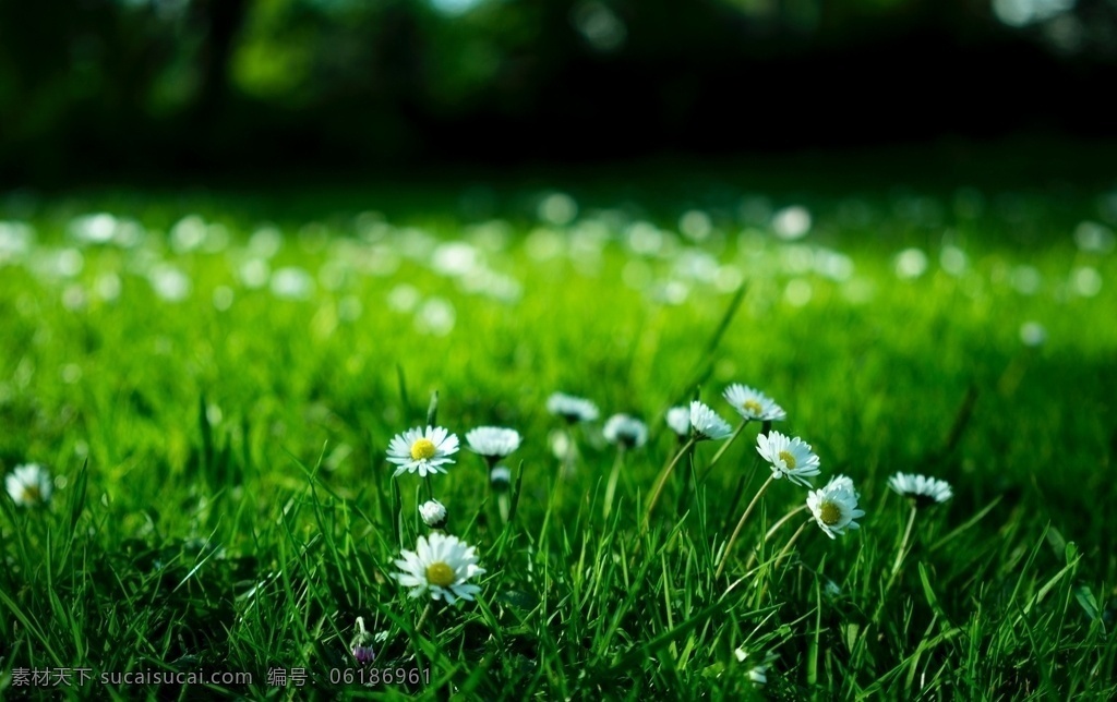 绿色图片 绿色 草地 绿荫 绿茵 草 花 背景 桌面 高清 图片类 生物世界 花草