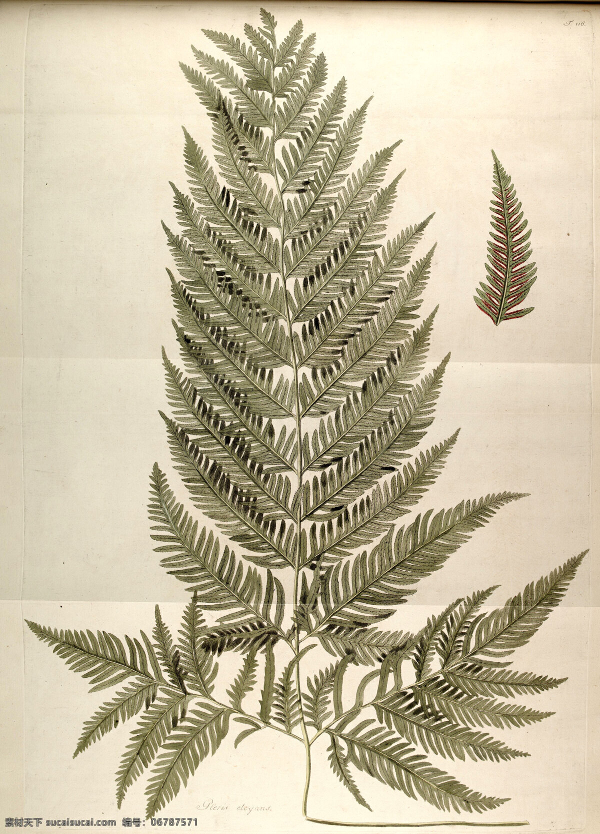 手绘插画 花卉装饰画 花草图谱 植物 花朵 风景 绿植 盆景 花卉 插画 手绘 生物世界 花草 文化艺术 绘画书法 美术绘画