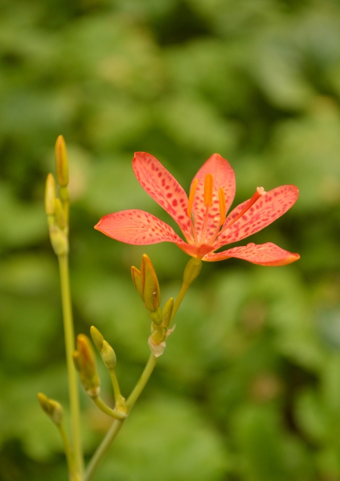 射干花 小清新 田园风 中药材 鸢尾科 生物世界 花草