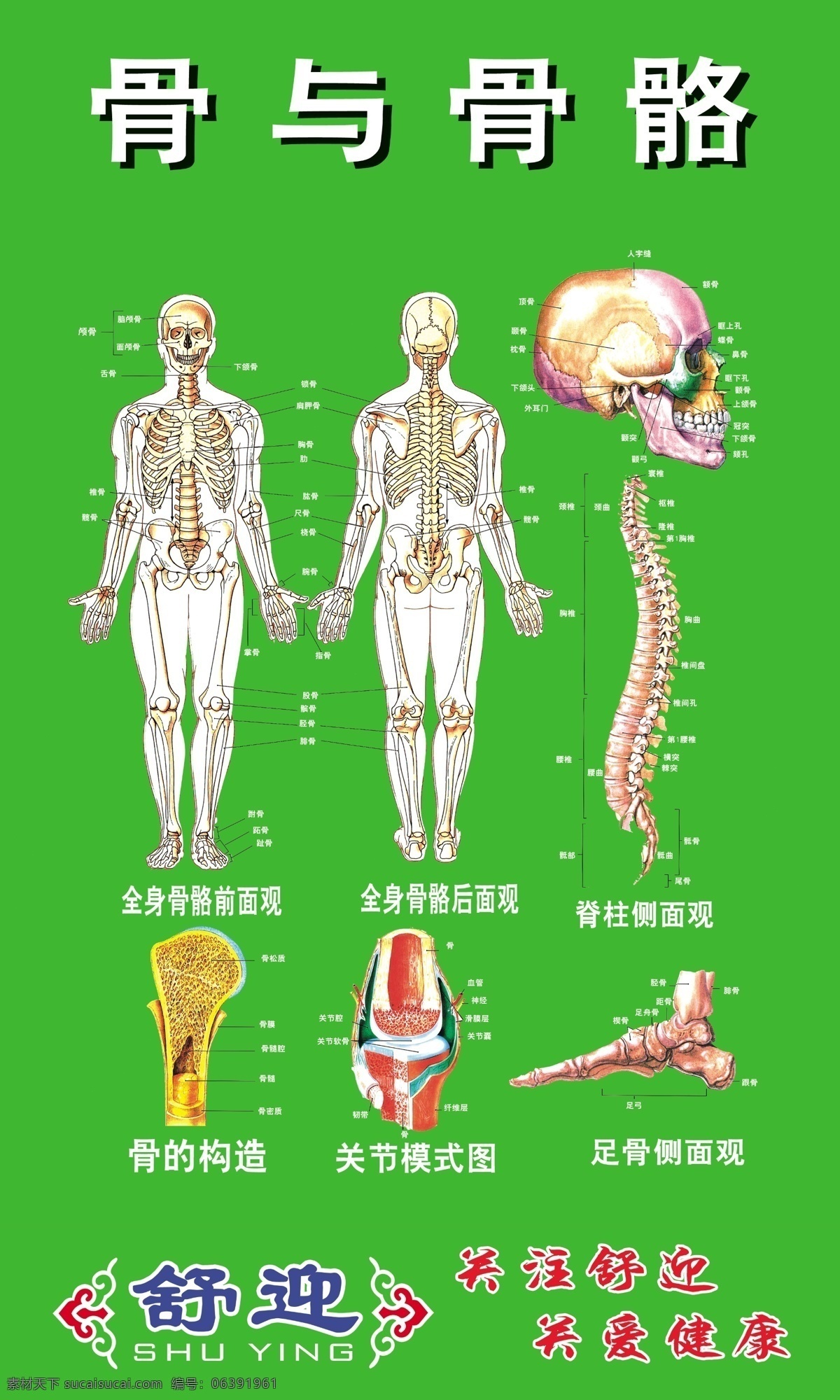 人体骨骼图 舒迎 骨 骨骼 骨骼分布图 人物 分层 源文件