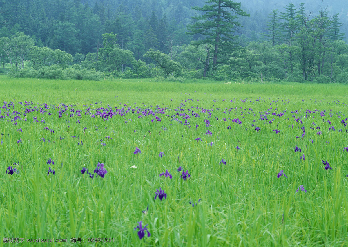 树林美景 树林 森林 树木 野草 野花 草地 自然景观 山水风景 摄影图库