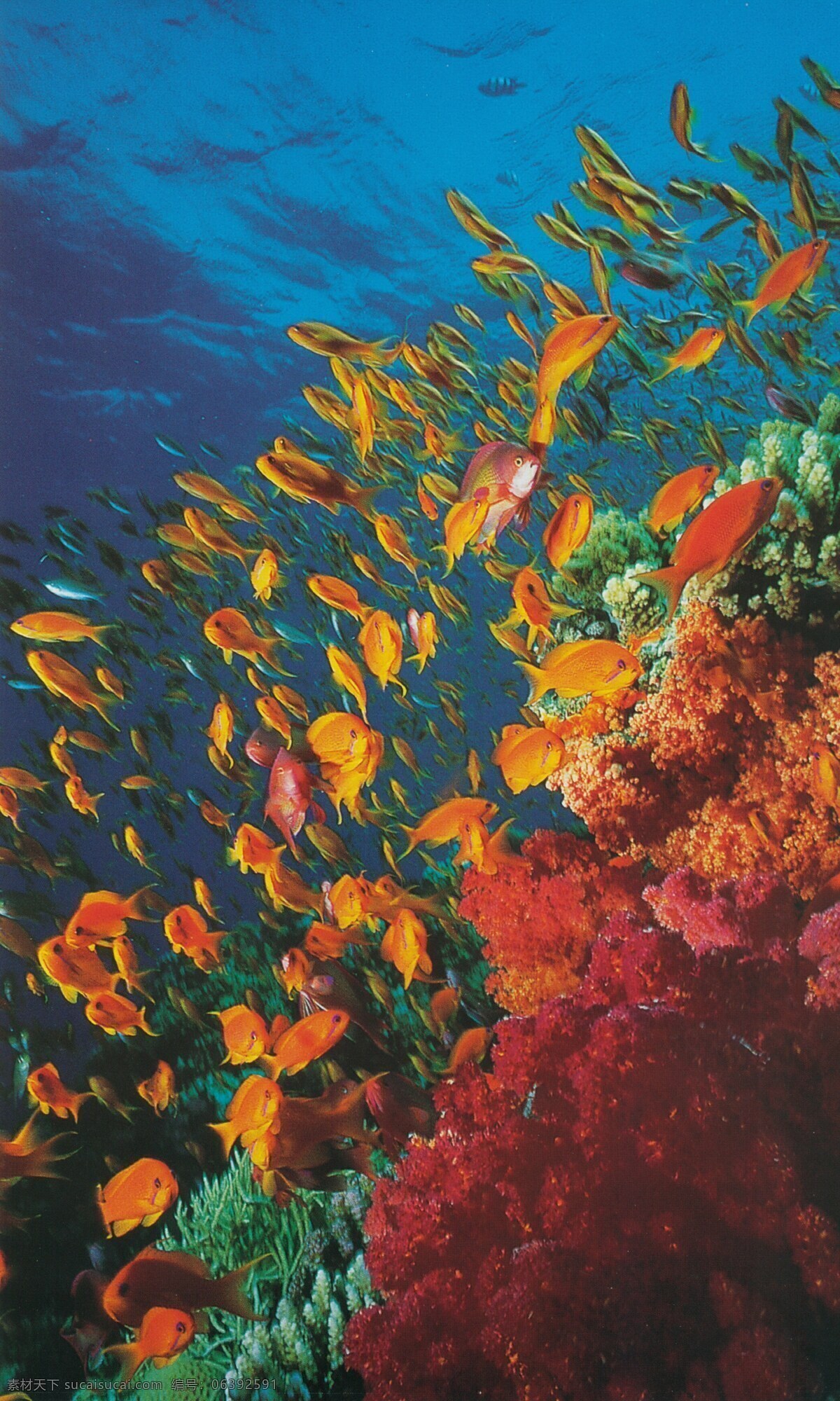 海底免费下载 碧海 大海 广告 大 辞典 海底 海水 海藻 礁石 珊瑚 深海 神秘 鱼群 生物 生物世界