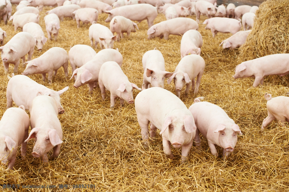 牧草里的猪群 猪 小猪 牧草 家畜动物 动物摄影 陆地动物 生物世界 白色