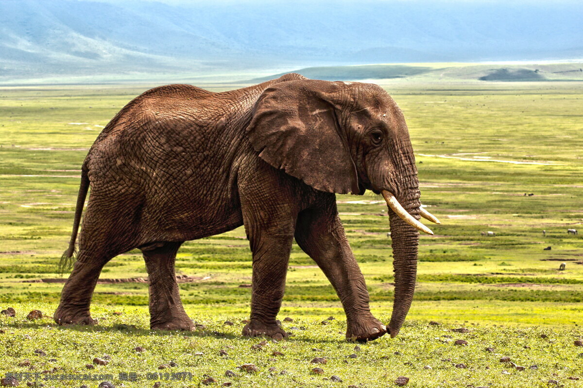非洲野生象 野生象图片 野生动物 保护动物 野生大象 非洲大草原