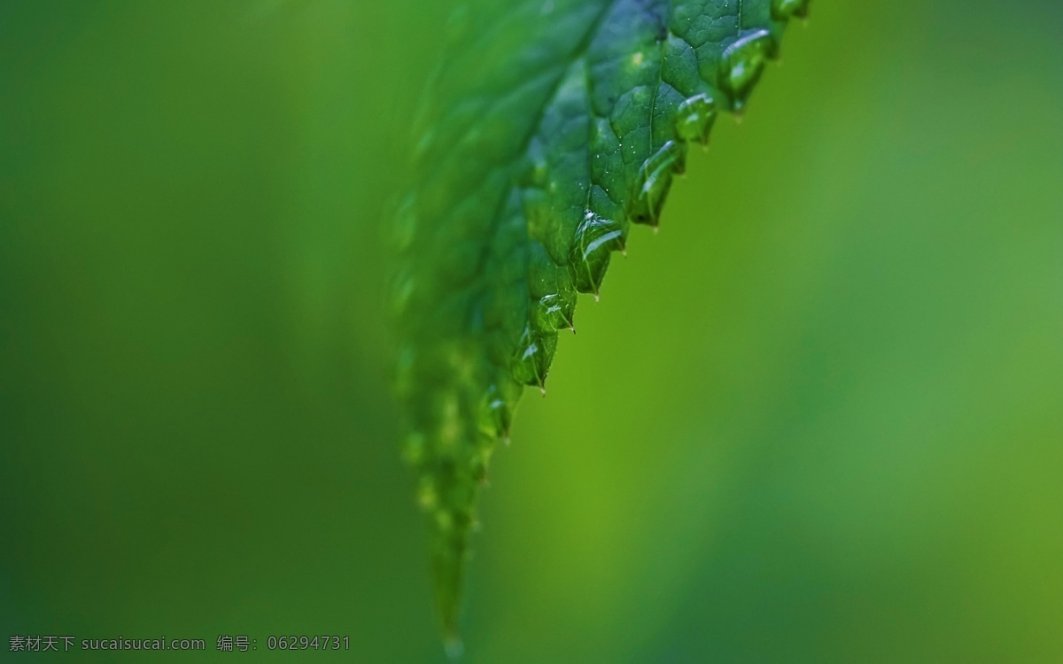 晶莹 绿色 生物 生物世界 世界 树木树叶 树叶 叶子 上 水滴 水珠 透亮 微距 psd源文件