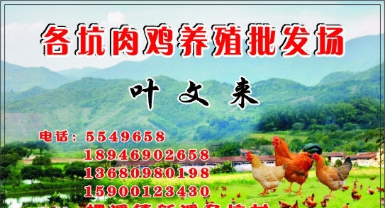 山地鸡 养殖 批发 场 养殖场 名片 肉鸡 名片卡片 矢量