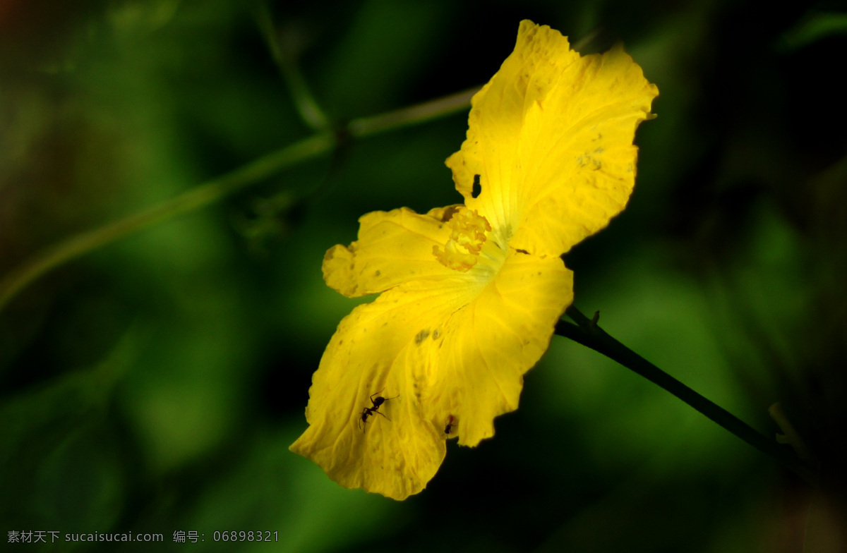 丝瓜 花 花草 花卉 黄花 生物世界 蔬菜 丝瓜花 风景 生活 旅游餐饮