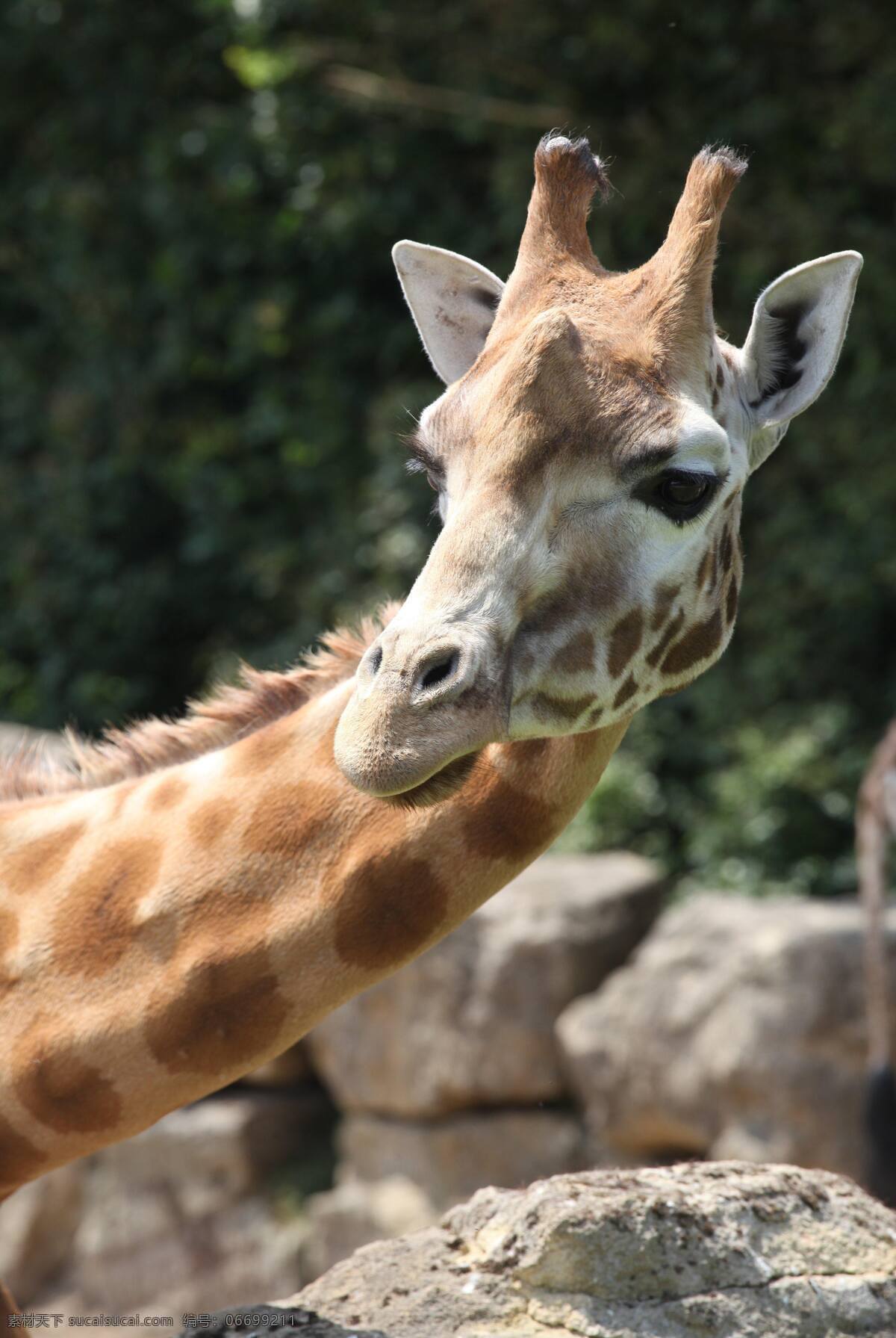 长颈鹿 长颈鹿特写 麒麟鹿 长脖鹿 鹿 可爱 鹿类 动物 野兽 长脖子 小长颈鹿 动物园 兽类 生物世界 野生动物