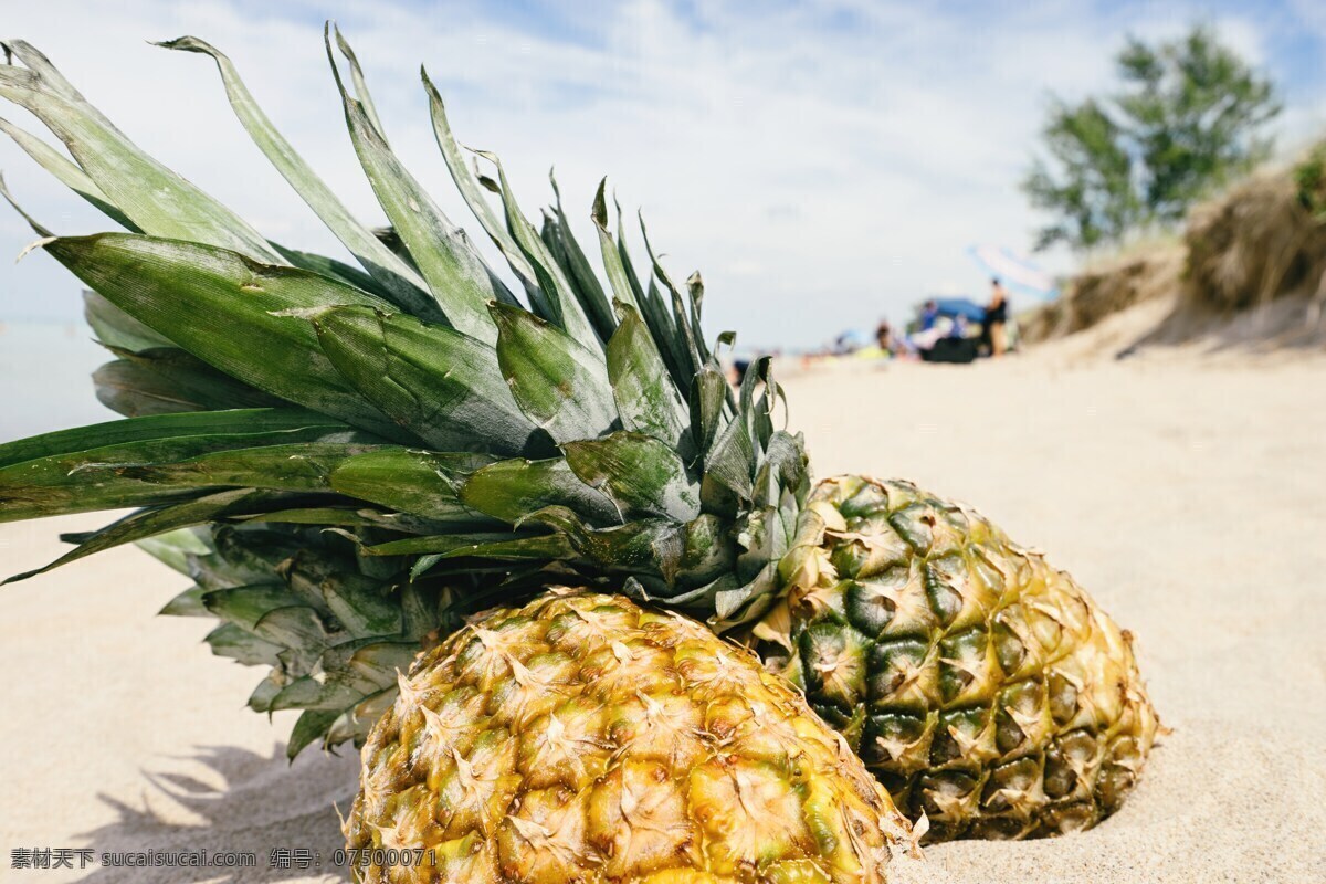 沙海滩菠萝 沙海滩 菠萝 地菠萝 成熟的水果 大菠萝 菠萝场景 山水风景图 自然景观 田园风光