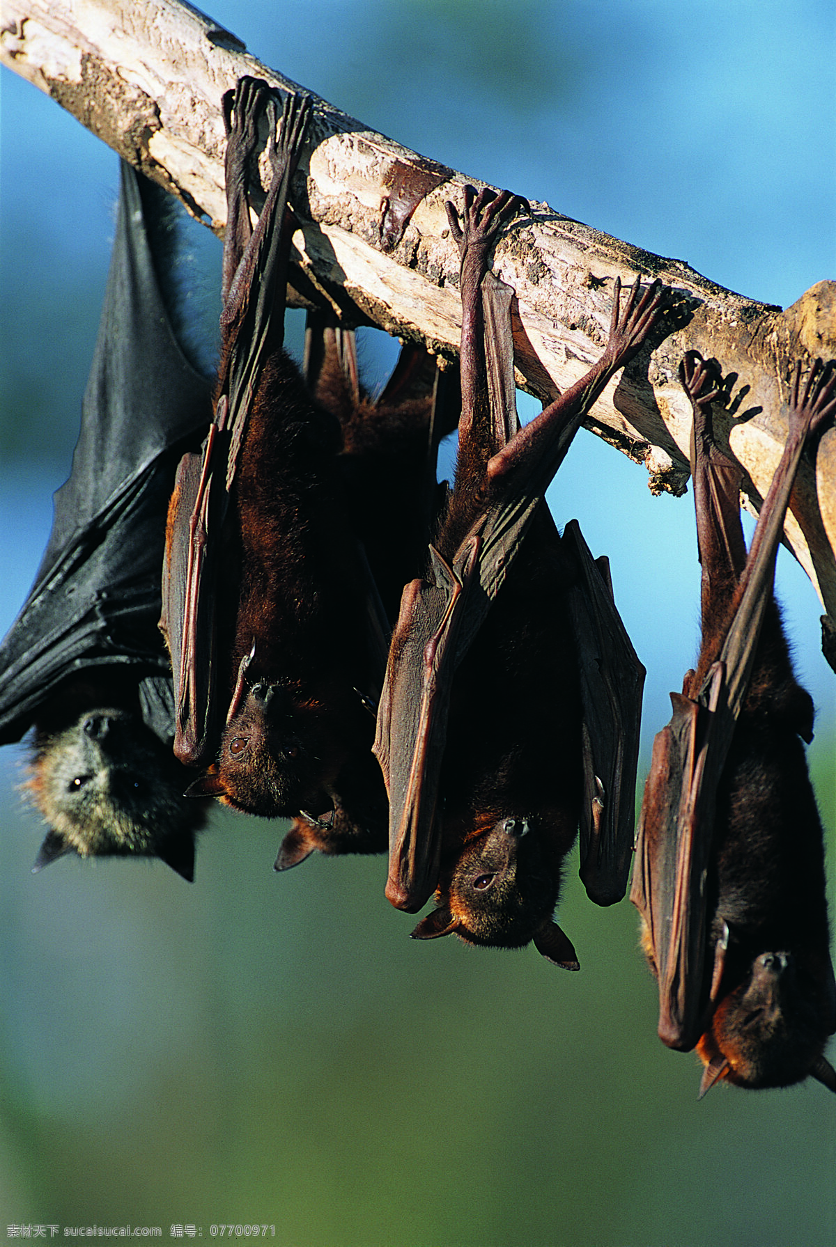 蝙蝠图片素材 野生动物 动物世界 哺乳动物 蝙蝠 摄影图 陆地动物 生物世界