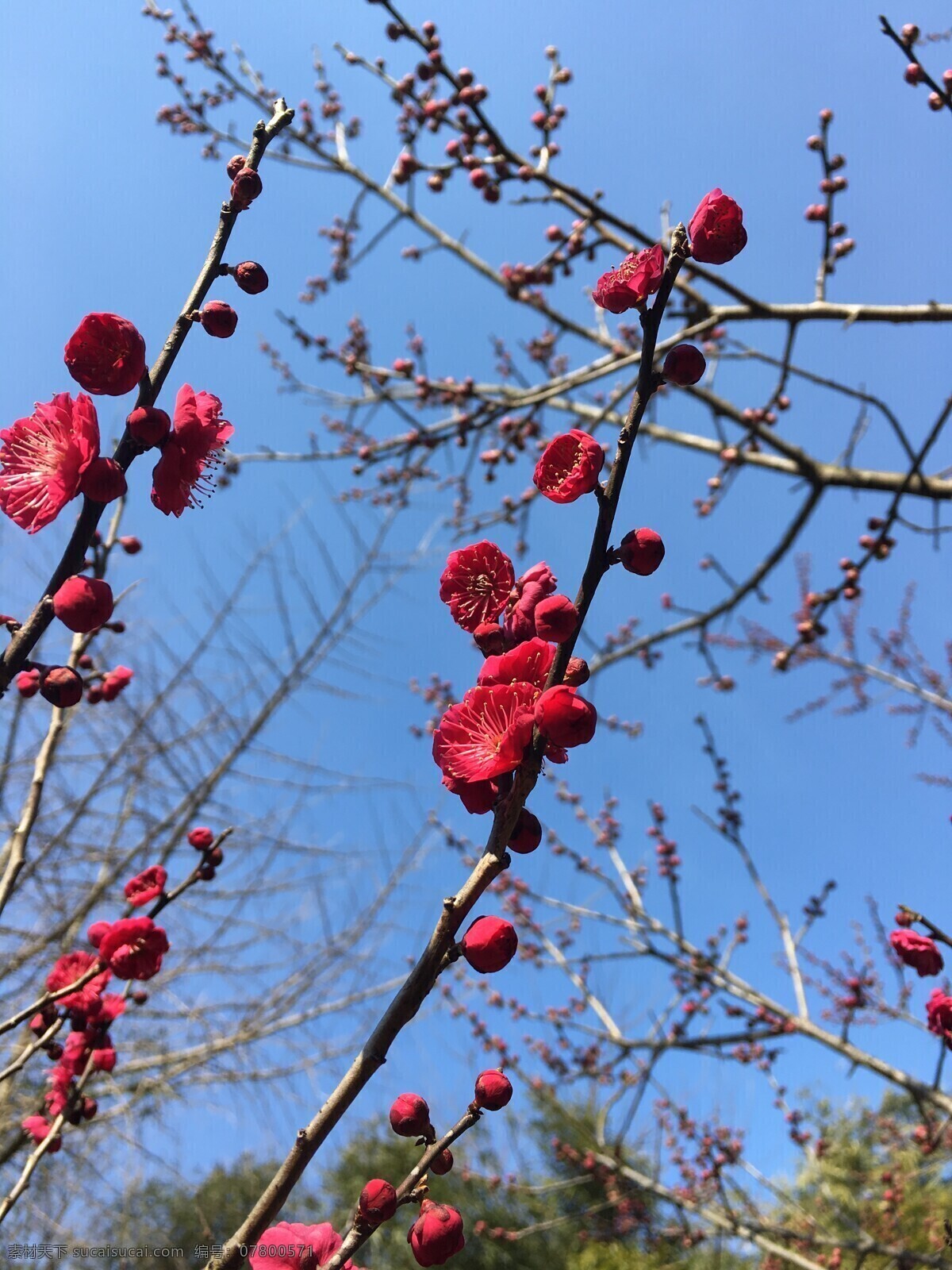 春之艳 早春 二月 无锡 梅园 梅花 生物世界 花草