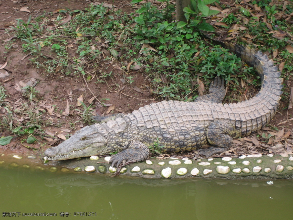 鳄鱼 展览 300 国外旅游 旅游摄影 摄影图库 生物世界 野生动物 鳄鱼图片展览 在泰国拍摄 装饰素材 展示设计